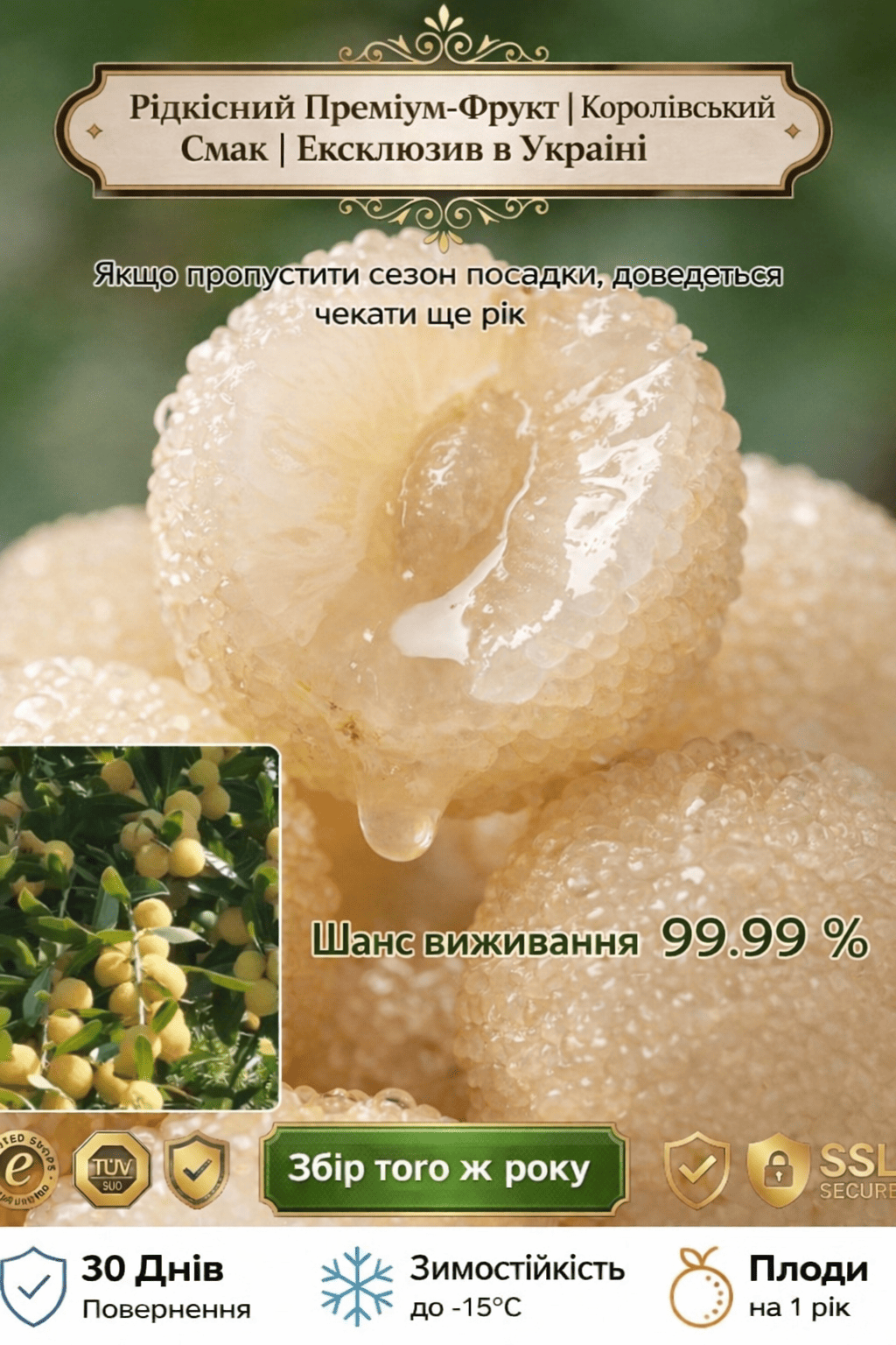 Саджанець Янмей, плодоносить у перший рік