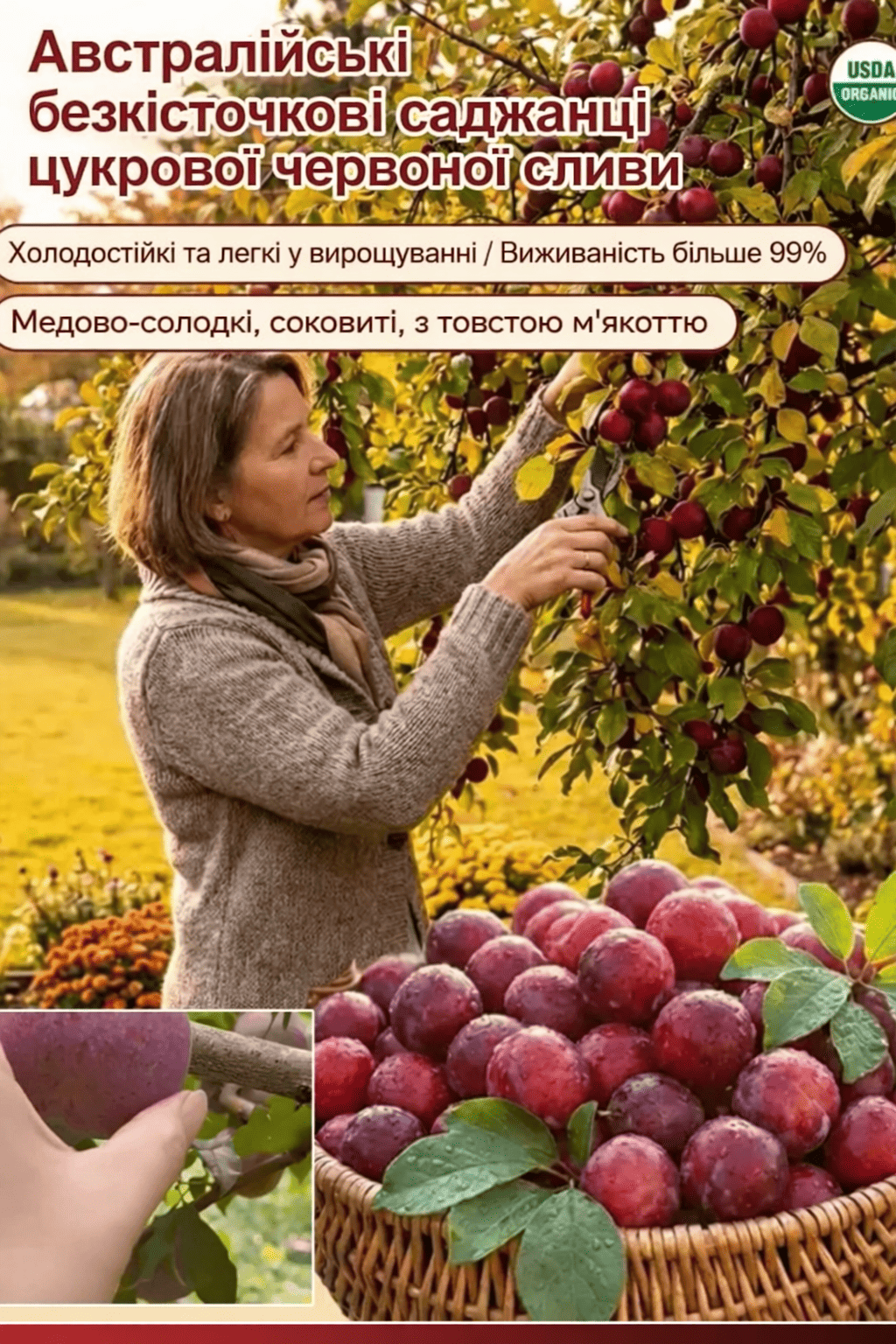 Саджанці австралійської цукрової червоної сливи