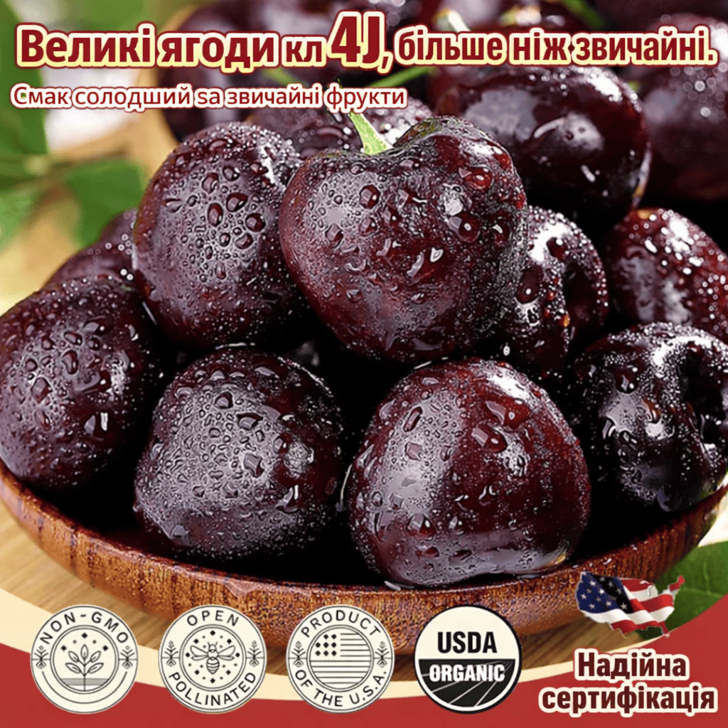 Саджанці чилійської вишні