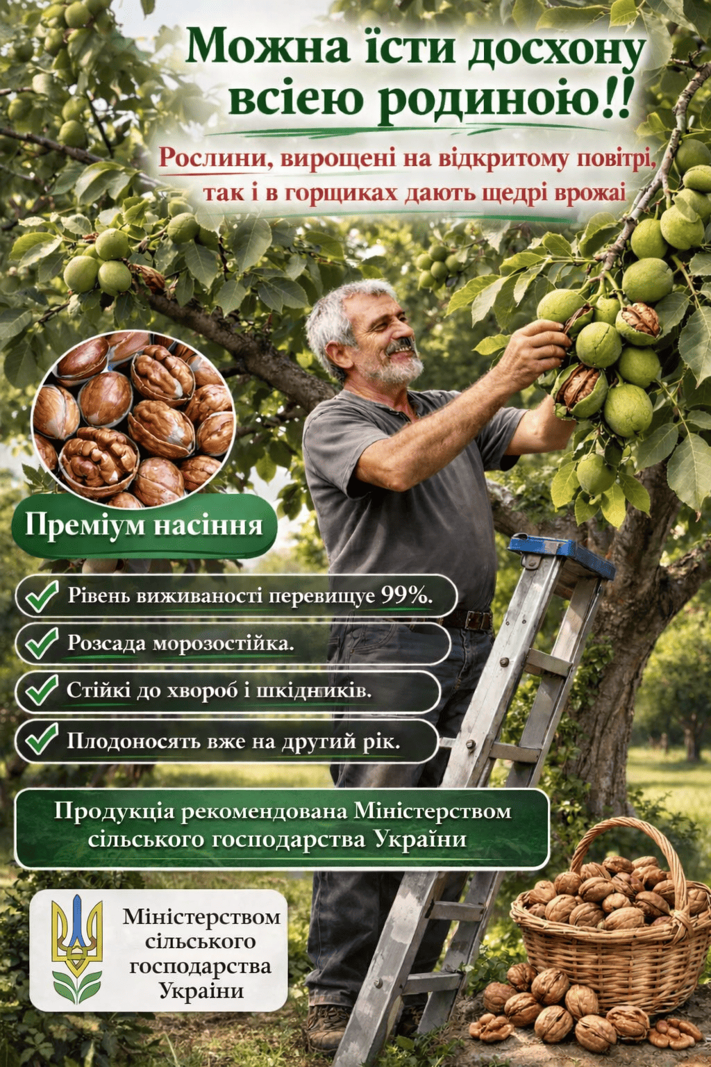 Саджанець Американського Пекану