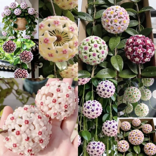 Насіння Хойї — Зорепад