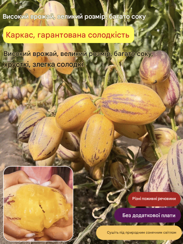 Саджанець плодів женьшеню з молочним ароматом