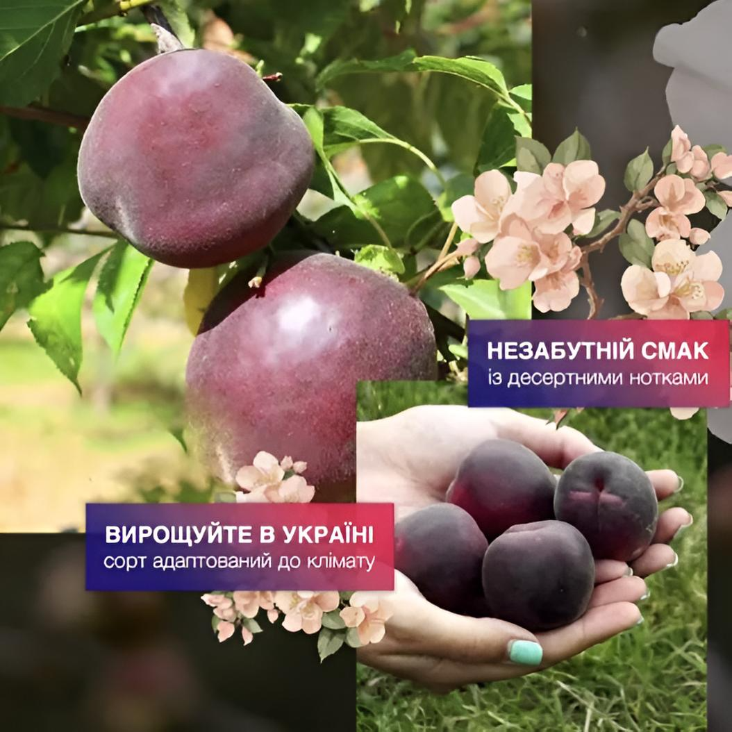 Саджанець Абрикос Чорний принц