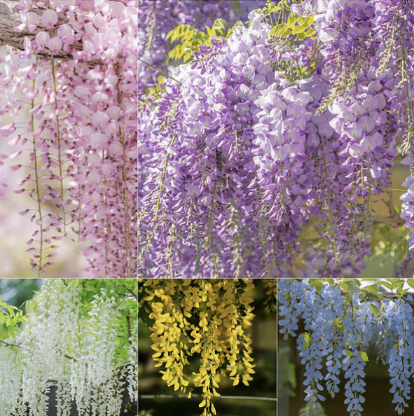 🌸Саджанець Гліцинії - Краса Саду Цілий Рік