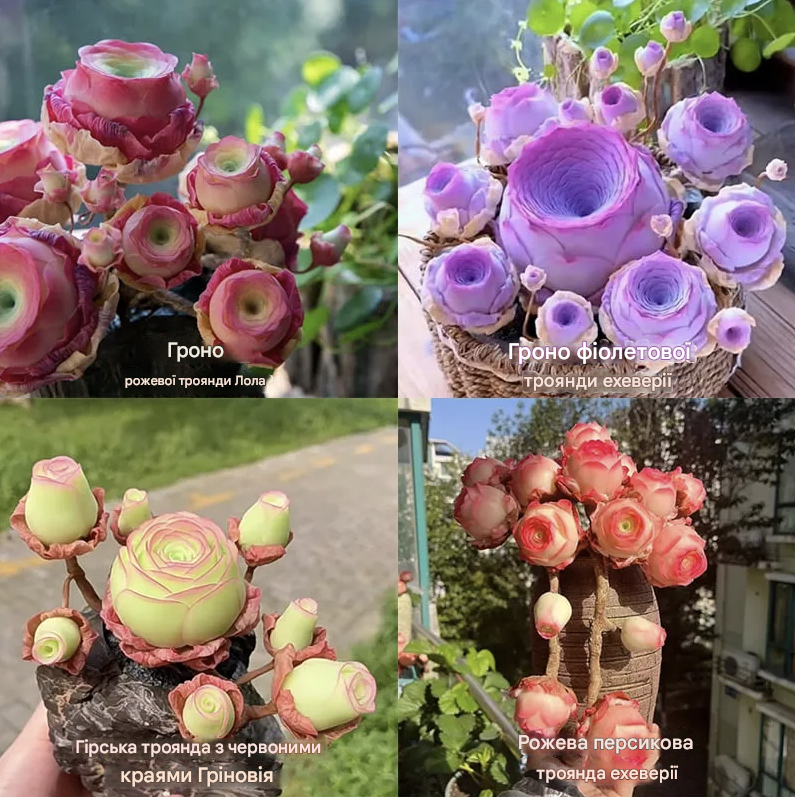 Насіння Сукуленти: Гірська Троянда